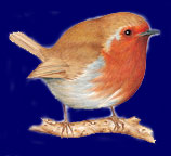 Pettirosso - disegno di Stefano Torriani