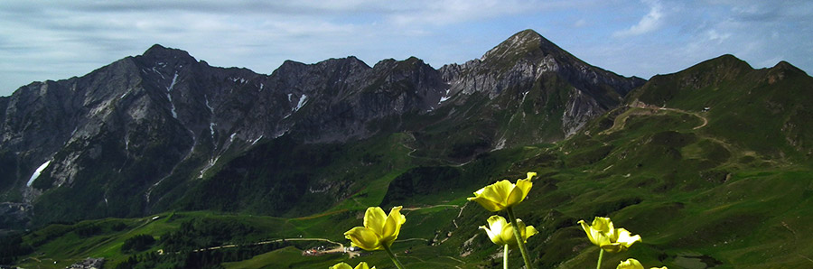 Pulsatilla sulfurea con vista in Pegherolo e Cavallo