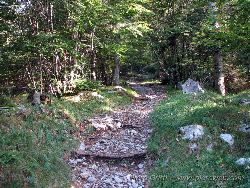 03_118_2.jpg - 04 - Si sale nel bosco