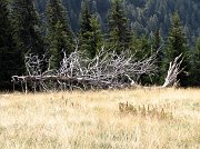14_alberosecco2