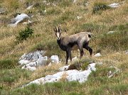 Salita al Passo di Monte Colle da Piazzatorre - PERCORSO FOTOGRAFICO IN FOTOGALLERY  (2 0 settembre 07)