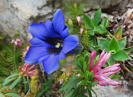Al Rifugio Capanna 2000 da Alpe Arera ad anello-1GIUGNO25: splendide fioriture !- FOTOGALLERY