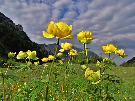 Baite di Mezzeno-Lago Branchino, festa di fiori-16giu23 - FOTOGALLERY