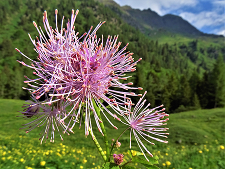 Baite di Mezzeno-Lago Branchino, festa di fiori-16giu23 - FOTOGALLERY