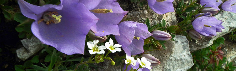 Campanula Raineri