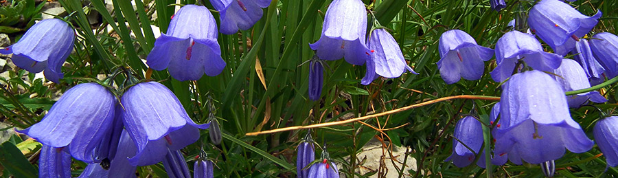 Campanula dei ghiaioni (Campanula cochleariifolia)