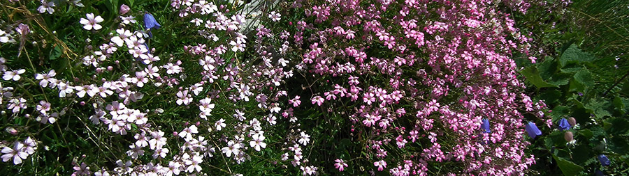 Silene a cuscinetto con diversa gradazione di colori