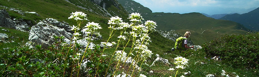 Valeriana delle rupi (Valeriana saxatilis)