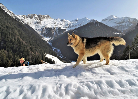 A CA' SAN MARCO (1830 m) dal Ristorante Genzianella (1300 m) pestando neve il 24 febbraio 2021 - FOTOGALLERY"