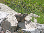 Marmotta in osservazione - foto Piero Gritti 12 luglio 07