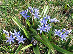 Scilla bifolia verso Ca' San Marco