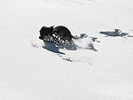 Kant s'avventura nella neve fuori pista