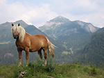 Belli! Il cavallo e il Monte Cavallo!