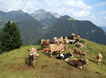 Mandria al pascolo...con vista verso il Monte Cavallo