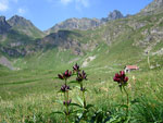 Genziana purpurea in Val Ponteranica con vista verso il Valletto