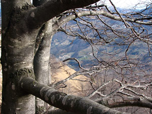 Vista sulle contrade di S. Giovanni B. tra i rami di un faggio secolare