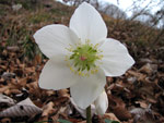 Rosa di Natale (Helleborus niger)