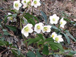 Il sottobosco � tutto cosparso di Rose di Natale (Helleborus niger)