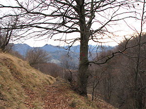 Maestosi faggi secolari lungo il percorso