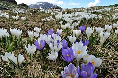 Primavera al Monte Campo con distese di crocus e al Laghetto di Pietra Quadra in progressivo disgelo il 24 maggio 2018 - FOTOGALLERY