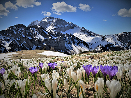 Primavera al Monte Campo, neve al Laghetto di Pietra Quadra -20magg21 - FOTOGALLERY