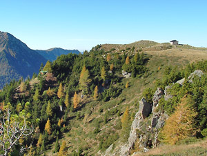 Boschi di conifere e pascoli sul Monte Campo