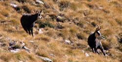 Coppia di camosci sui pascoli del Pietra Quadra