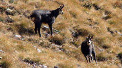 Coppia di camosci sui pascoli del Pietra Quadra