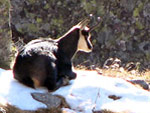 Animali selvatici delle Alpi Orobie