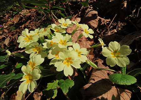 Festa di fiori sui sentieri per il Monte Ubione-19mar24