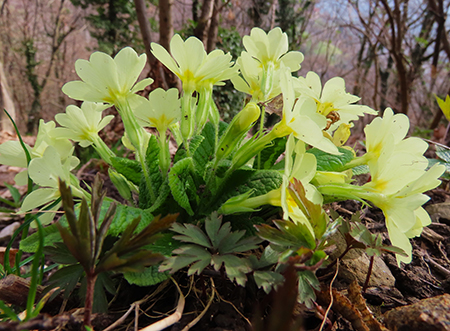 Festa di fiori sui sentieri per il Monte Ubione-6 marzo 2026-FOTOGALLERY