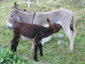 Asini delle Prealpi e Alpi Orobie di Valle Brembana