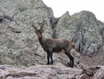 Bell'esemplare di stambecco maschio adulto sul Pizzo Tre Signori - foto Piero Gritti  25 agosto 07