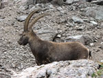 Bell'esemplare di stambecco maschio adulto sul Pizzo Tre Signori - foto Piero Gritti  25 agosto 07