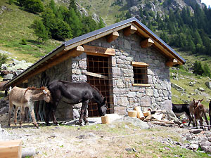 Asinelli alla Baita Ciarelli in Val d'Inferno