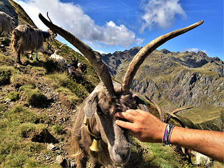 Ritorno sul Monte Valletto (2371 m) con Avaro (2080 m), Monte di Sopra (2269 m) dai Piani dell’Avaro il 12 settembre 2022 - FOTOGALLERY