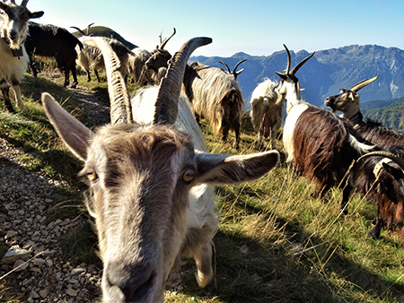 Ritorno sul Monte Valletto (2371 m) con Avaro (2080 m), Monte di Sopra (2269 m) dai Piani dell’Avaro il 17 settembre 2020 - FOTOGALLERY