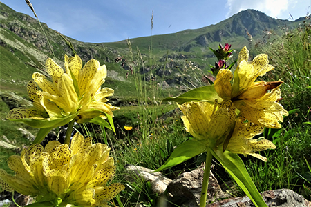 I Laghi della Val Sambuzza e il Pizzo Zerna (2572 m) il 22 luglio 2019  - FOTOGALLERY