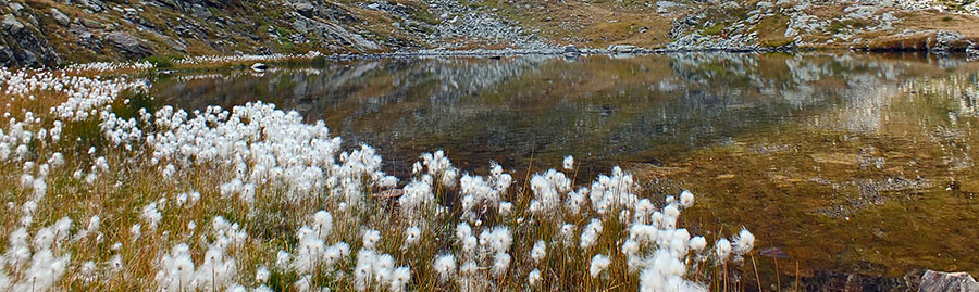 Distese di binchi eriofori al Lago alto di Caldirolo