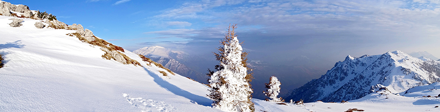 Abeti rivestiti di bianca neve ghiacciata