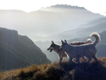 Due cani husky sul sentiero per il Venturosa