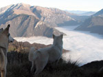 Gli husky osservano la novita'...nebbia in valle! 