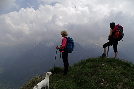 Monte Valgussera, Pizzo Vescovo, Monte Brate, tre cime ad anello da Foppolo il 28 maggio 2016 - FOTOGALLERY