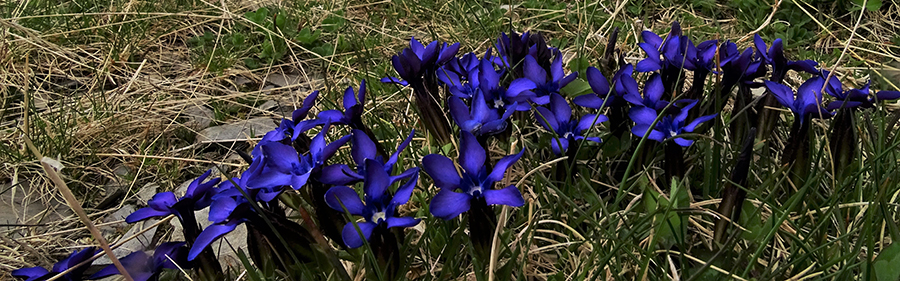 Genziana primaticcia (Gentiana verna)