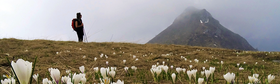 Zafferano maggiore (Crocus vernus)