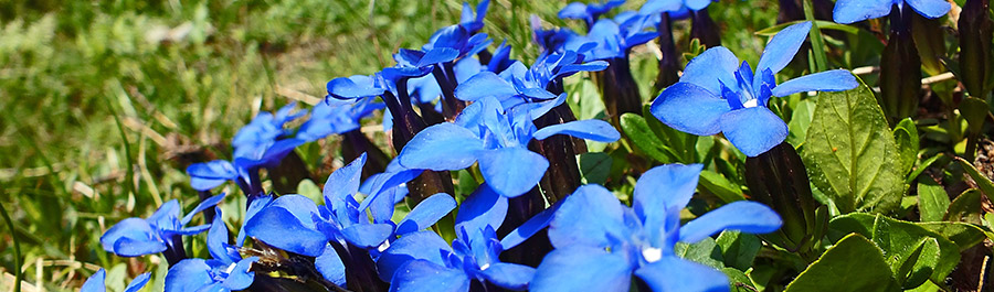 Genziana primaticcia (gentiana verna)