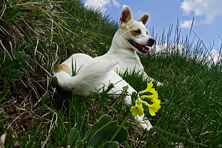 Anello di fiori sui Monti Vindiolo (2056 m) e Vetro (2054 m) da Pian Bracca (1111 m) di Zorzone di Oltre il Colle il 3 giugno 2015 - FOTOGALLERY