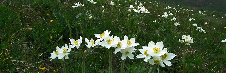 Sui pratoni dei Monti Vindiolo e Vetro....bianche distese di anemone narcissiflora