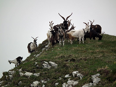 Giro ad anello MONTI VINDIOLO (2056 m.) e VETRO (2054 m.) salendo da ZORZONE-PIAN BRACCA (1122 m.) - FOTOGALLERY