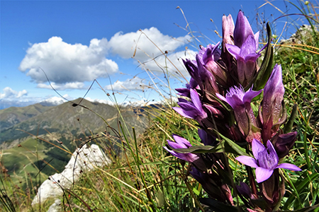 Bel ritorno sullo ZUCCO BARBESINO (2154 n) dai Piani di Ceresola-Piani di Bobbio il 9 settembre 2019 - FOTOGALLERY